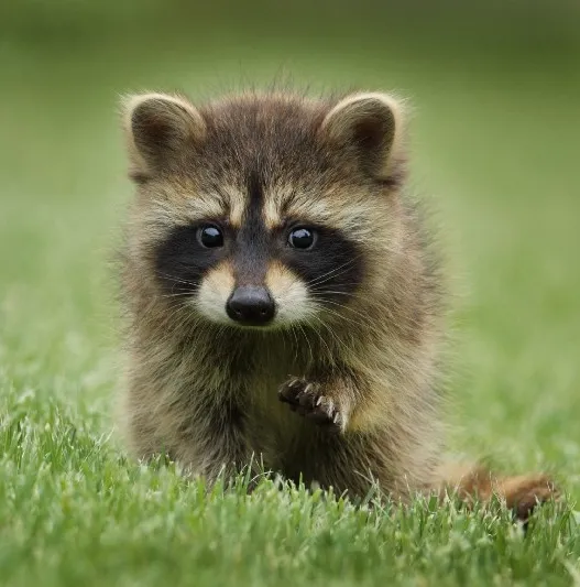 Cropped photo of a racoon in grass.