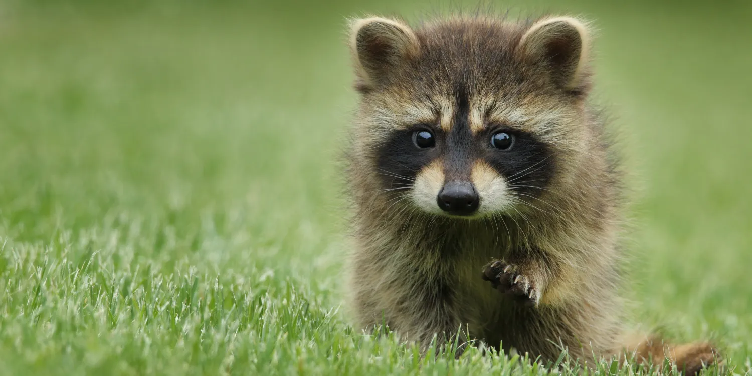 Photo of a racoon in grass.